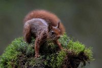 49 - RED SQUIRREL ON MOSS - BLEYEN LIVINUS - belgium